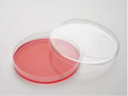 MSE(卵黄加マンニット食塩)寒天培地