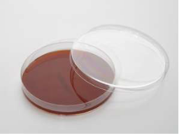 デソキシコレート寒天培地