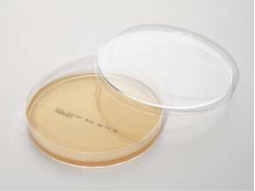 酵素基質寒天培地(大腸菌菌と大腸菌群鑑別)